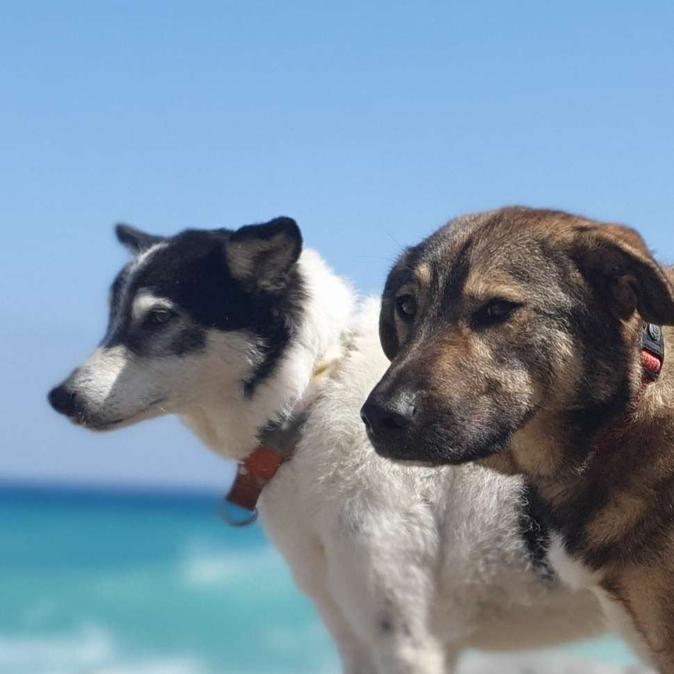 Hundetreffen-Gemeinsames Spazieren an der Leine-Profilbild