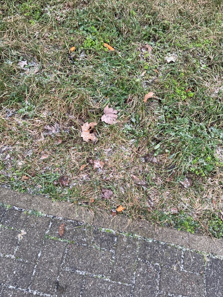 Giftköder-Vermutlich Giftköder-Profilbild