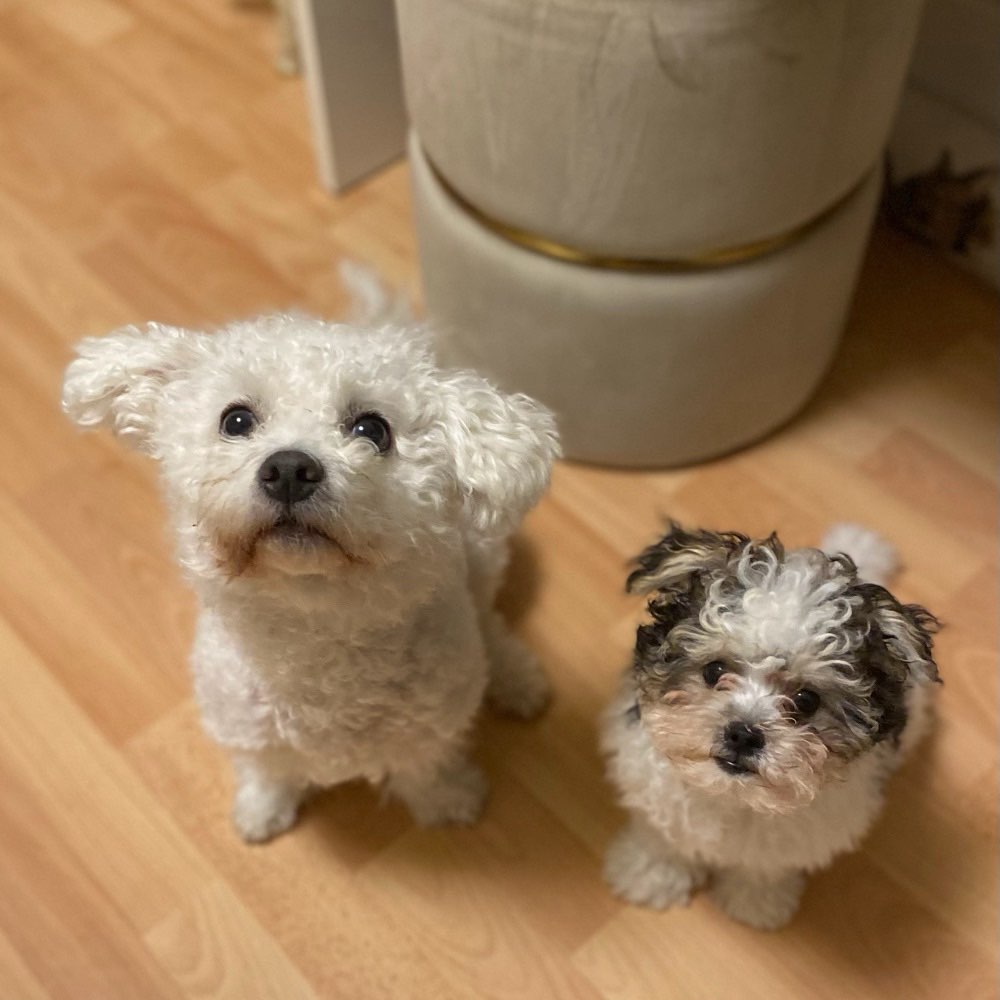 Hundetreffen-Gassirunde + Trainingseinheiten ->kleine Hunde-Profilbild