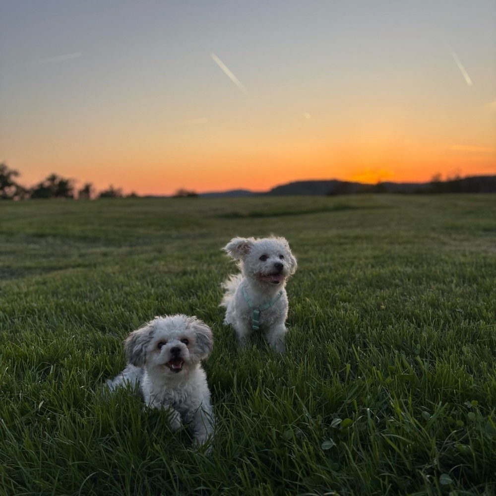 Hundetreffen-Gassirunde + Trainingseinheiten + freies Spielen am Ende  ->kleine Hunde-Profilbild