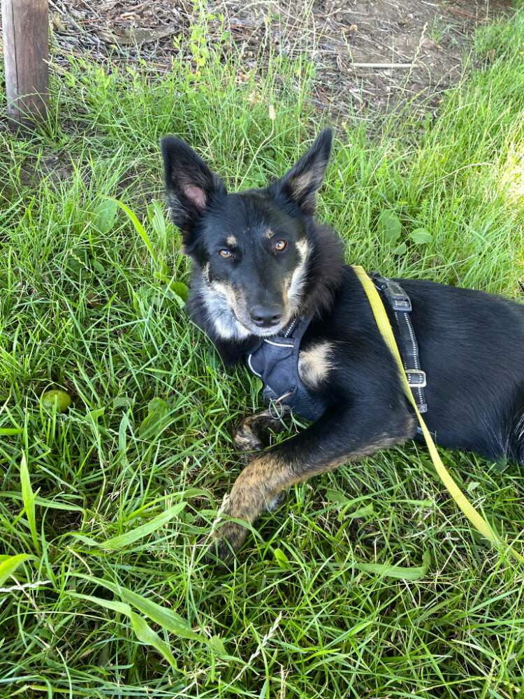 Hundetreffen-Hundetreffen in Bönnigheim-Profilbild