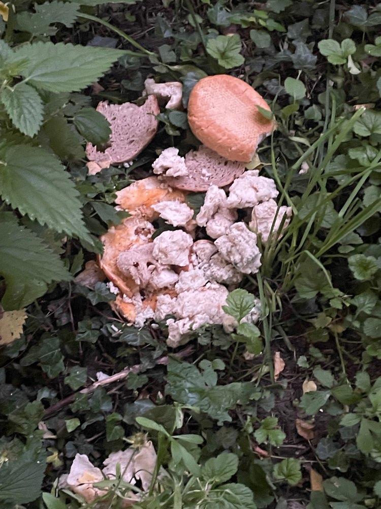 Giftköder-Eventuell Giftköder in hoher Wiese-Profilbild