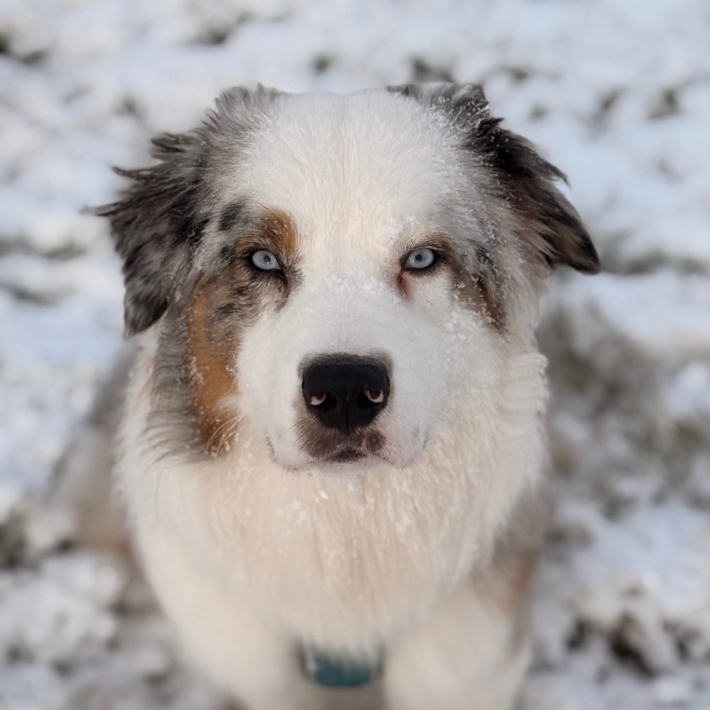 Hundetreffen-toben und lernen-Profilbild