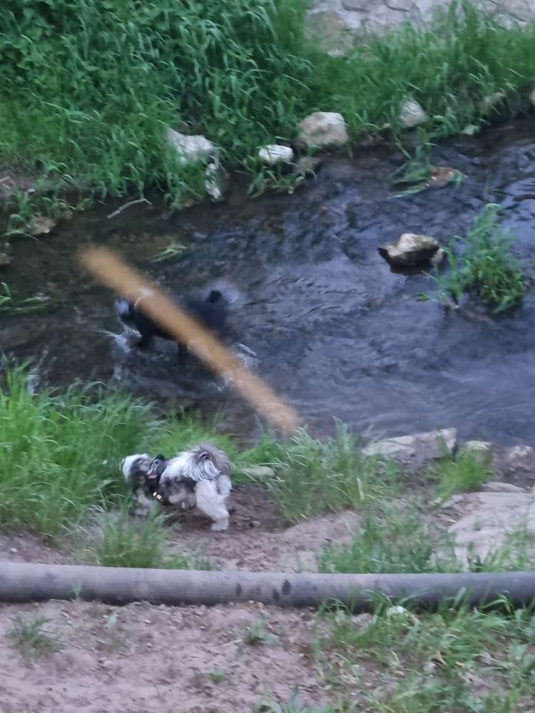 Hundetreffen-Junghund bis Senioren treffen-Profilbild