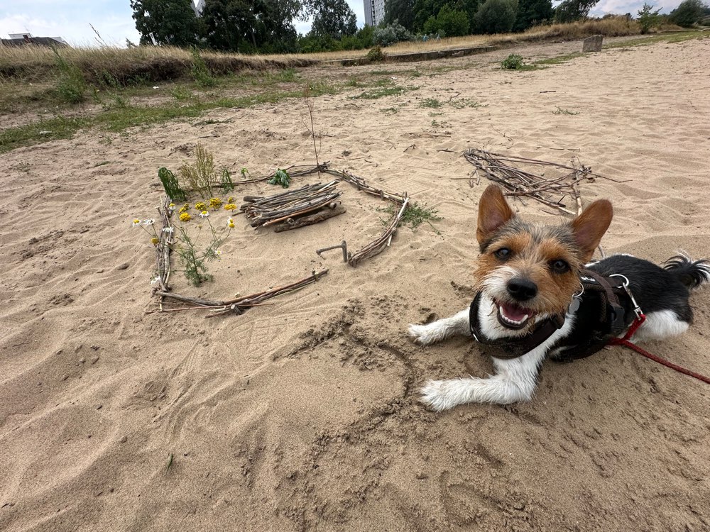 Hundetreffen-Jack Russel Treff-Profilbild