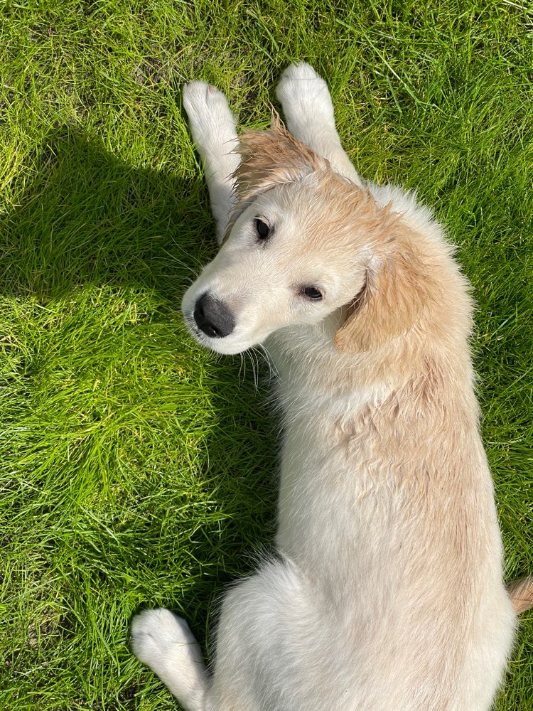 Hundetreffen-Spielfreund für Goldi Welpe gesucht…. Bester Kumpel wo bist du?-Profilbild