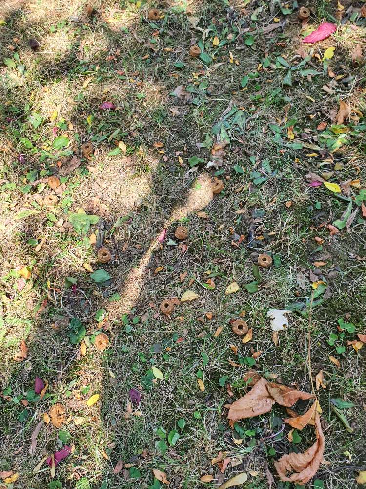 Giftköder-Frolic in der Grünfläche Friedlandstr.-Profilbild