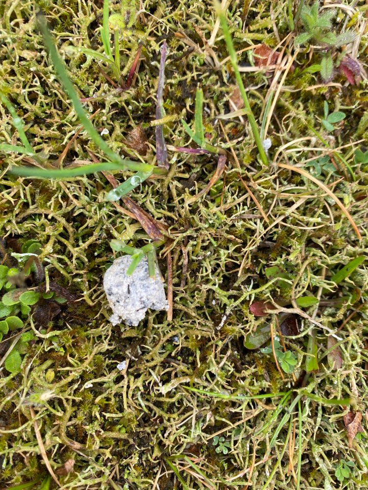 Giftköder-Möglicherweise Giftköder Lindenberghalle-Profilbild