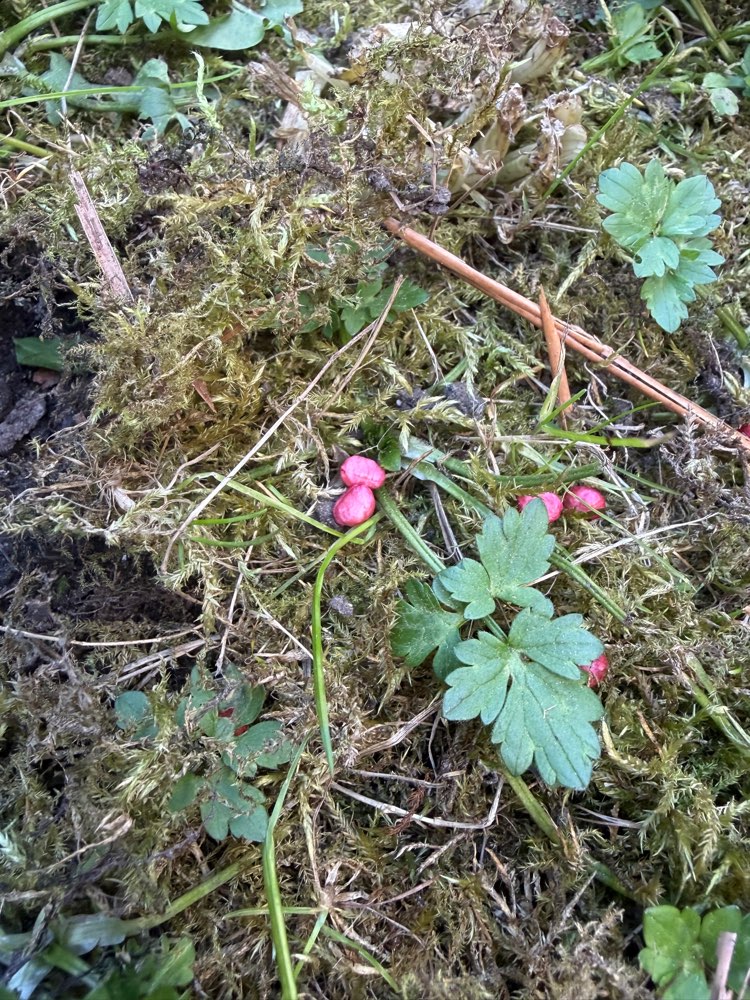 Giftköder-Rattengift-Profilbild
