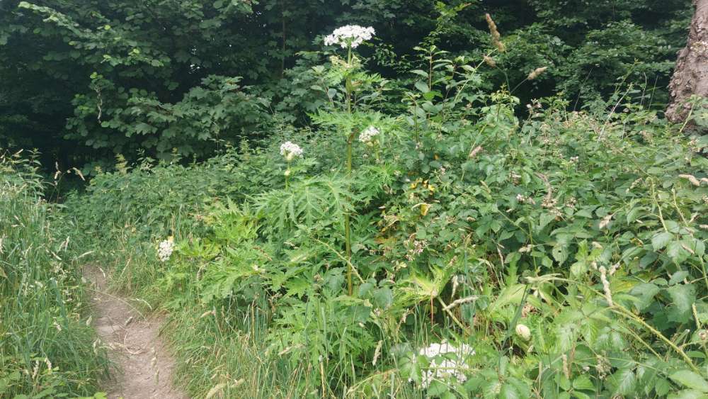 Giftköder-Riesenbärenklau-Profilbild
