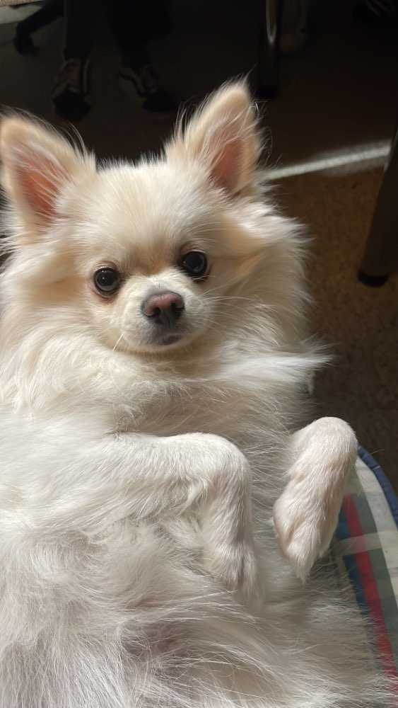 Hundetreffen-Spaziergang mit kleinen Hunden-Profilbild