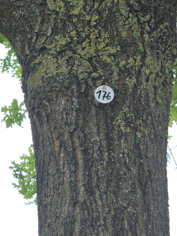 Giftköder-Eichenprozessorenspinner-Profilbild
