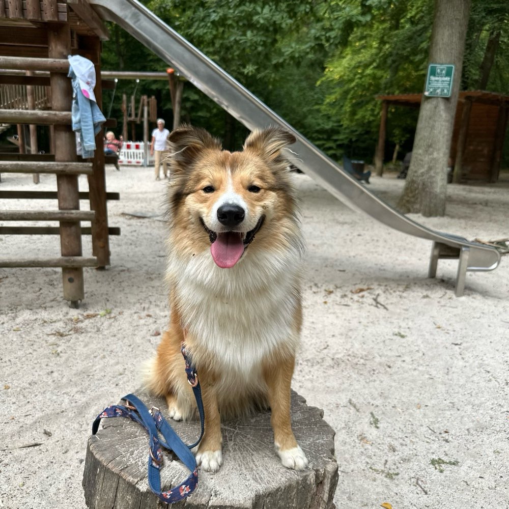 Hundetreffen-Gemeinsame Spaziergänge für aktiven Hund gesucht ❤️-Profilbild