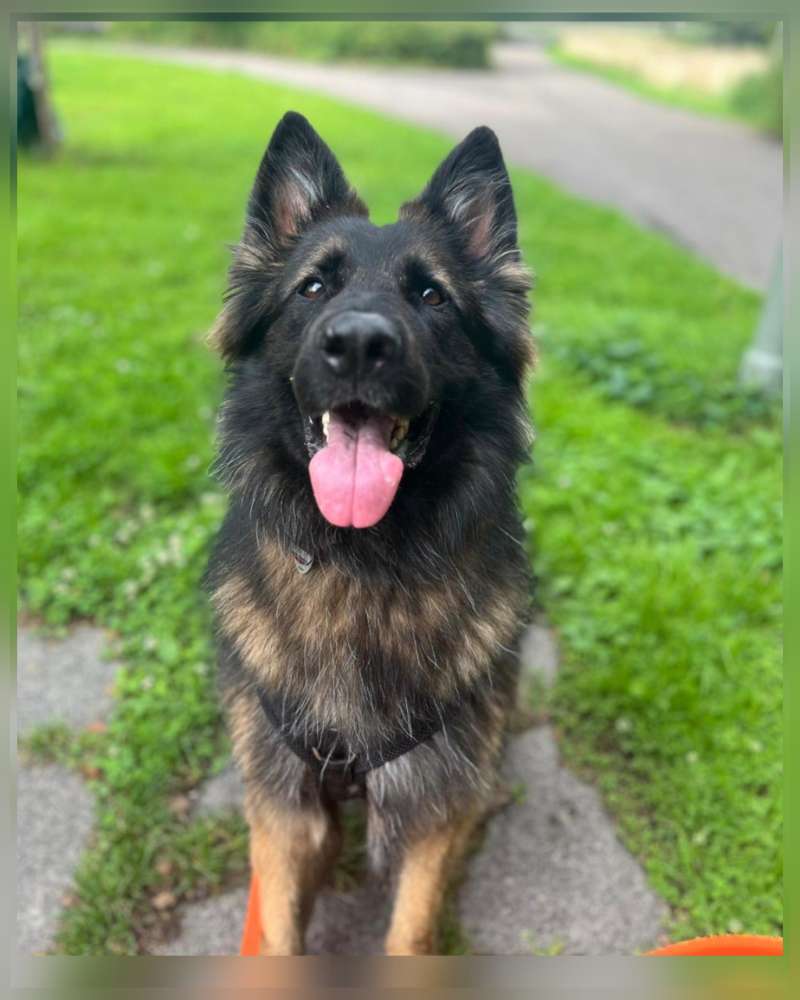 Hundetreffen-Social Walk / Kennenlernen-Profilbild