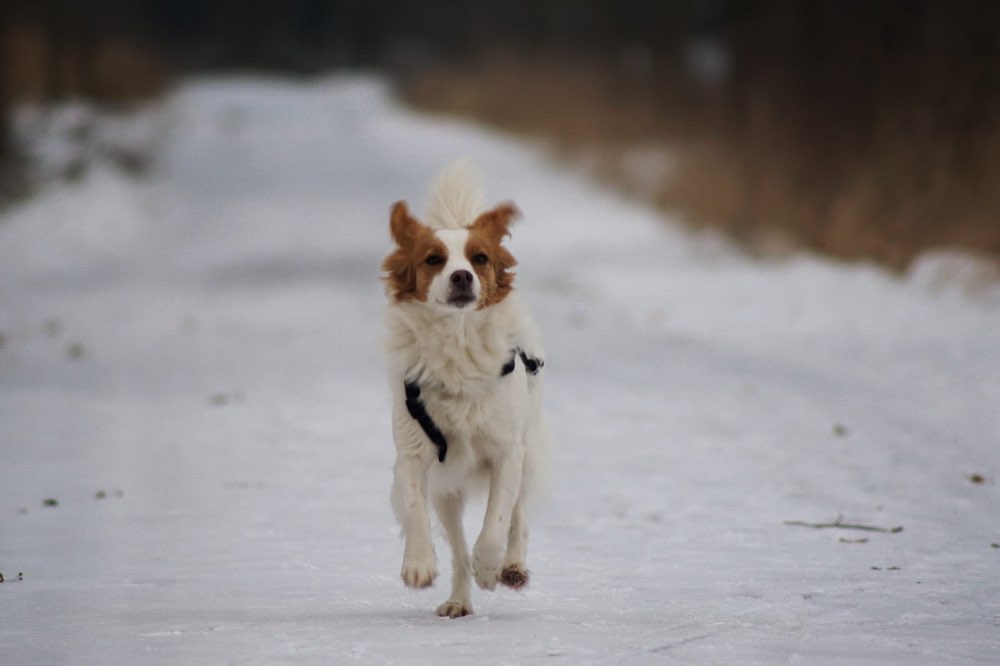Hundetreffen-Treffen für freundliche eher zurückhaltende Hunde gesucht-Profilbild