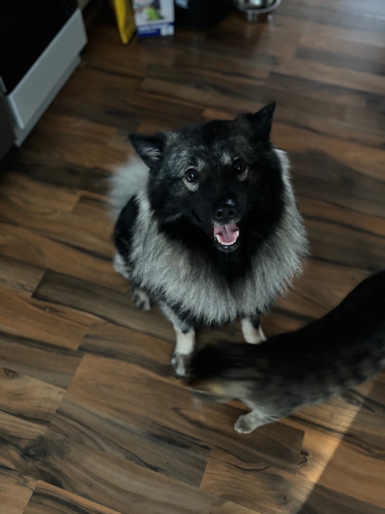 Hundetreffen-Suchen neue Spielkameraden-Profilbild