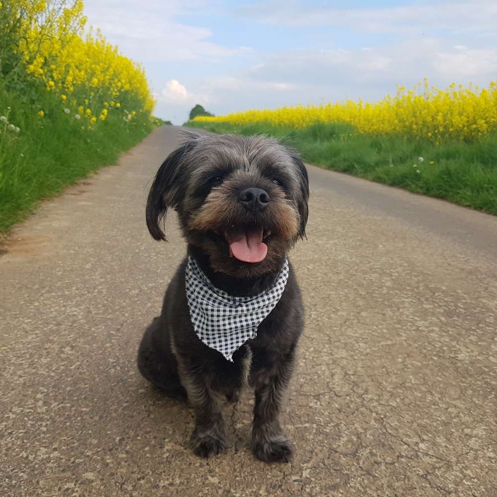 Hundetreffen-Spaziergänge & kleine Wanderungen 🐾🌼🌳-Profilbild