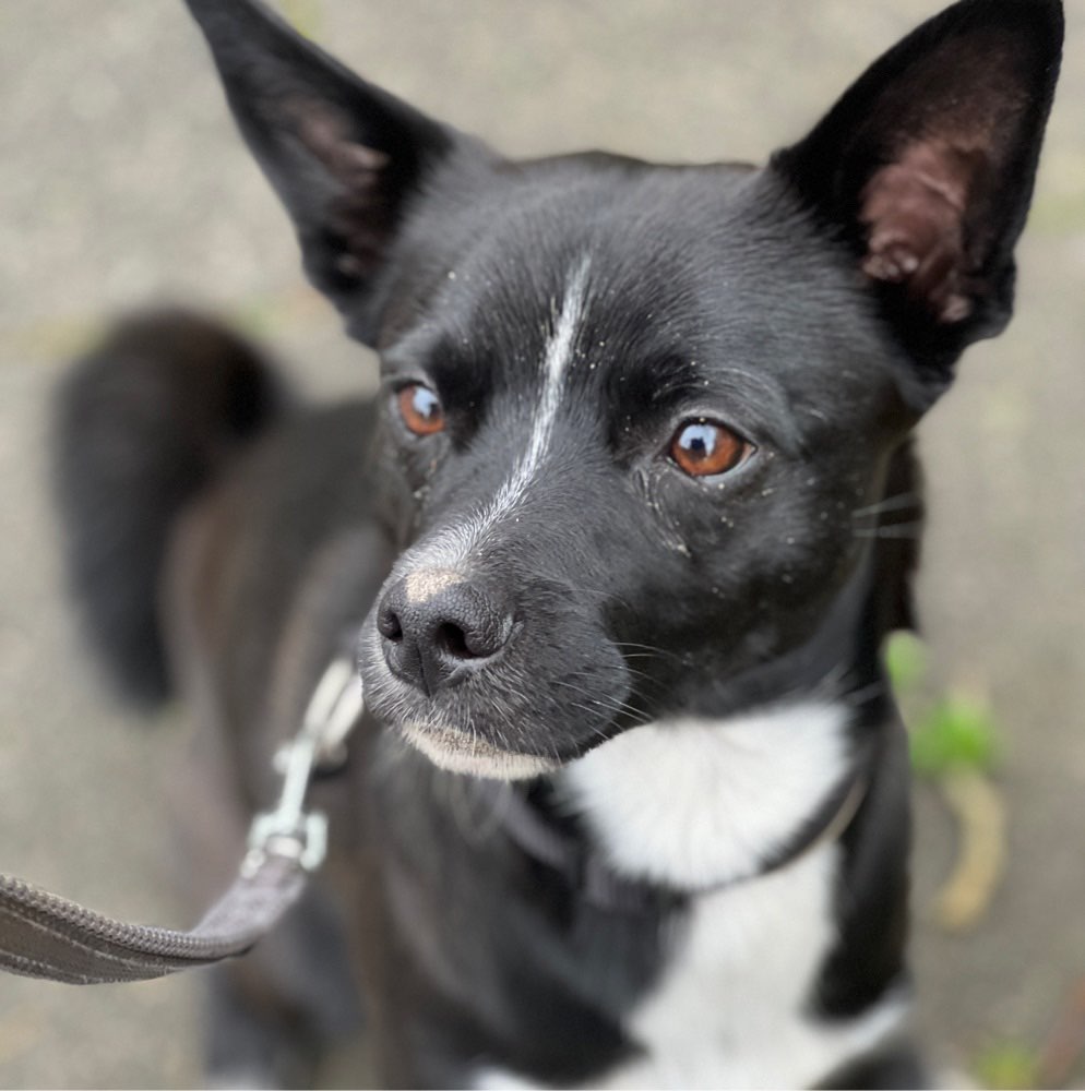 Hundetreffen-Gassirunde, Trainingseinheiten , Einfach austoben :)-Profilbild