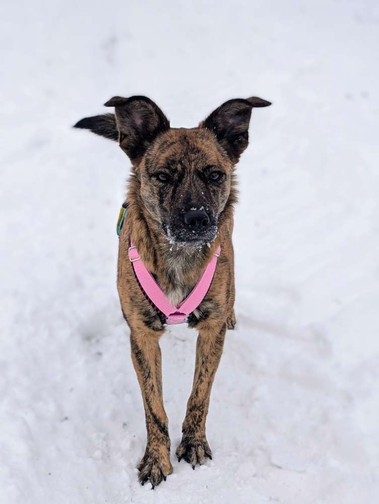 Hundetreffen-Sozialkontakte für meine Pflegehündin / Gassitreff /Spieltreff-Profilbild