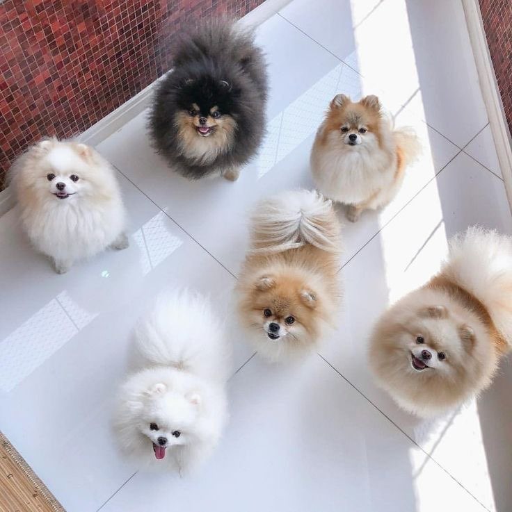 Hundetreffen-Pomeranian treffen-Profilbild