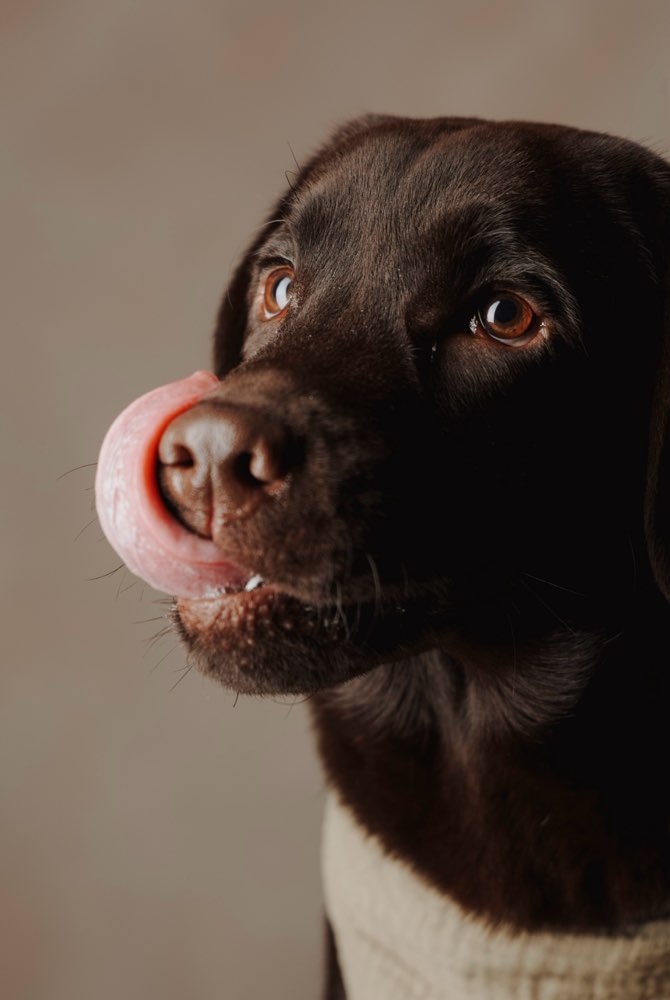 Hundetreffen-Trainingspartner gesucht!-Profilbild