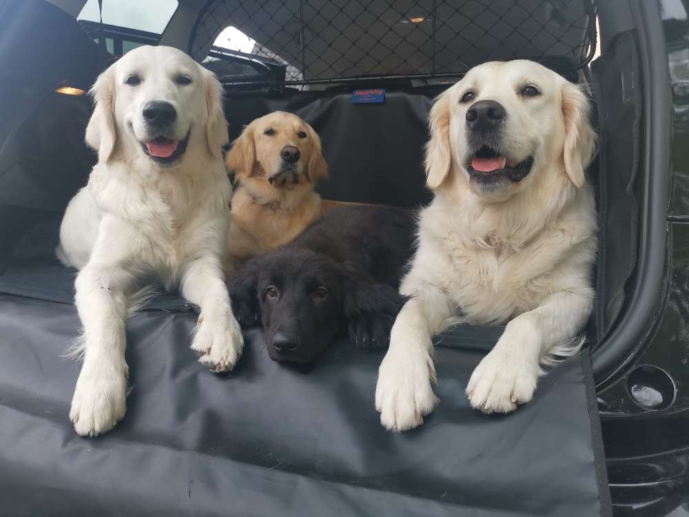 Hundetreffen-Spieltreff-Profilbild