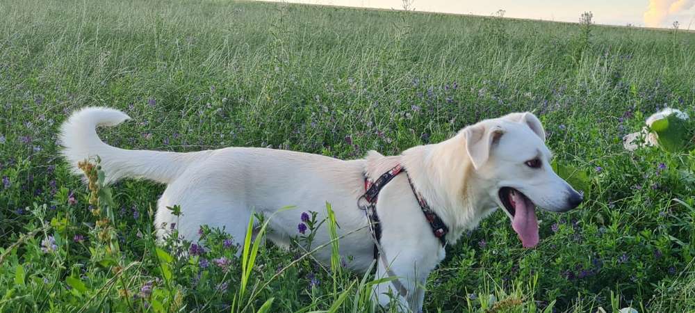 Hundetreffen-Spieltreffen-Profilbild