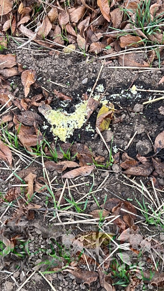 Giftköder-Akuter Verdacht auf Drogen oder Giftköder-Profilbild