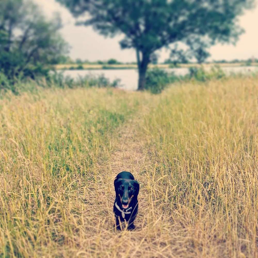 Hundetreffen-Werdersee-Profilbild