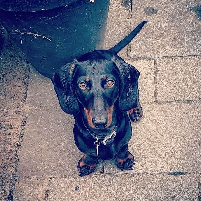 Hundetreffen-Bremen Hastedt-Profilbild