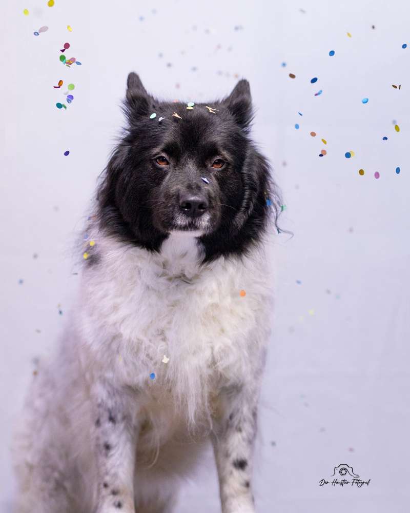 Hundetreffen-Deckentraining-Profilbild