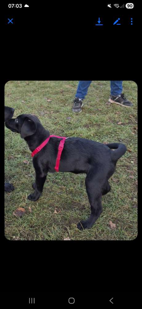 Hundetreffen-Welpen treff-Profilbild