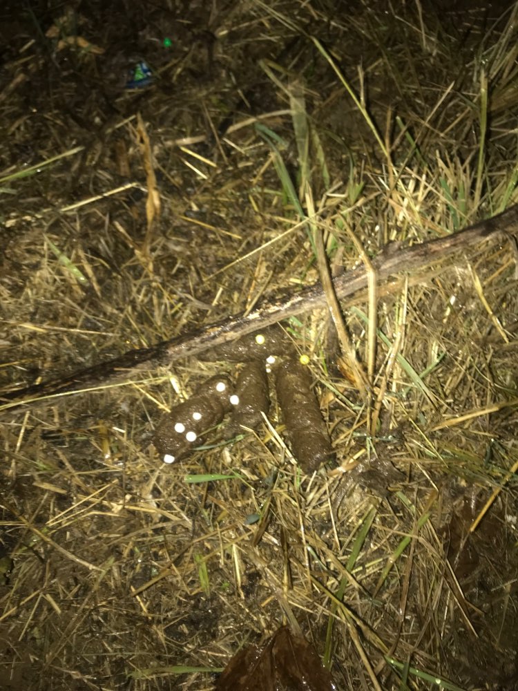 Giftköder-Eventuell Giftköder-Profilbild