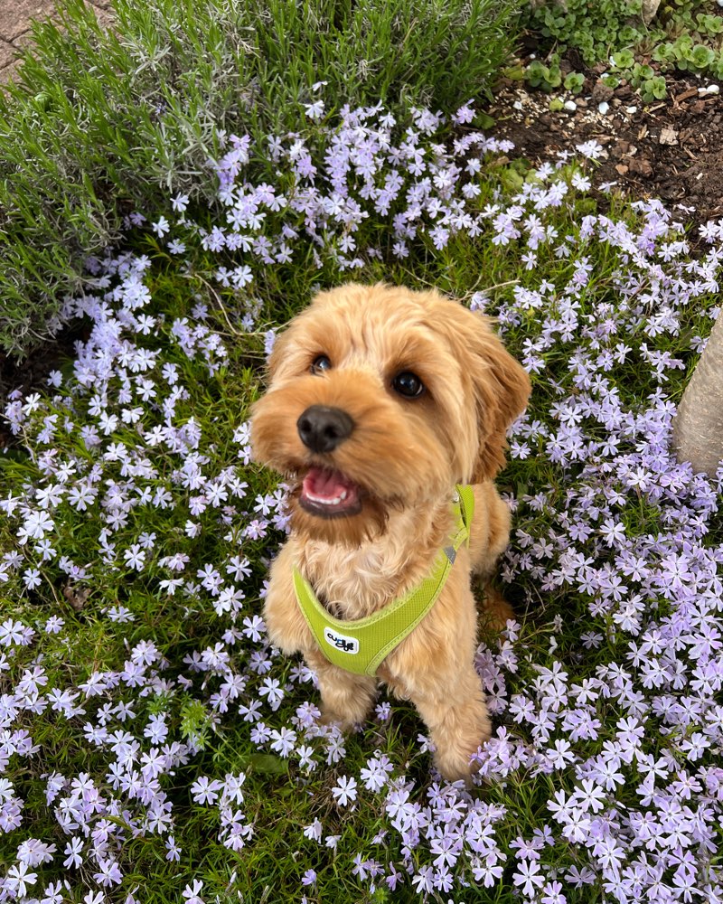 Hundetreffen-Spiel & Gassi-Runde-Profilbild