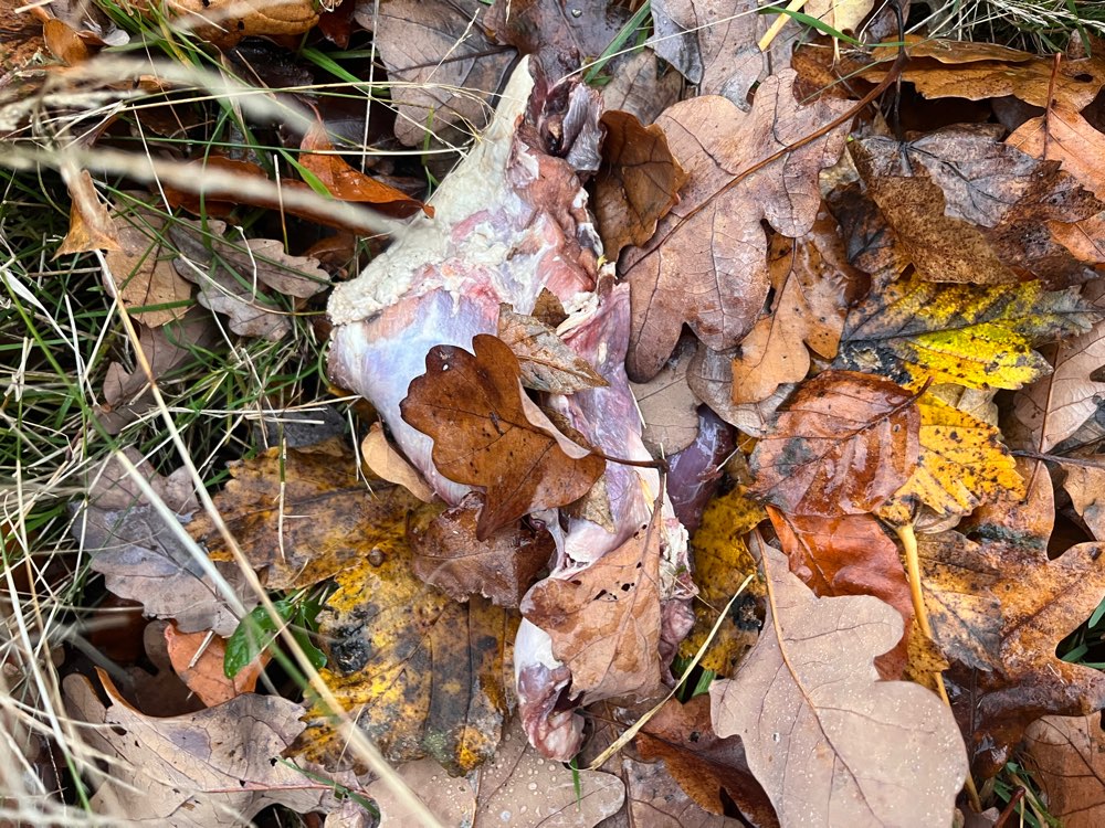 Giftköder-Rohes Fleisch-Profilbild