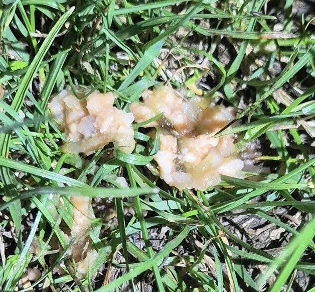 Giftköder-evtl. Giftköder-Profilbild