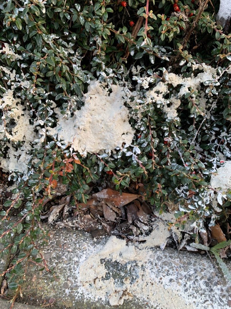 Giftköder-Weißes Pulver in Gebüsch und auf Gehweg-Profilbild