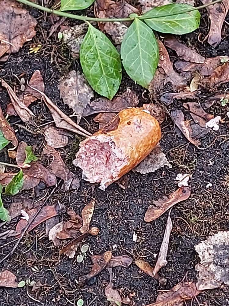 Giftköder-Wurst gefunden (ggf. giftig)-Profilbild