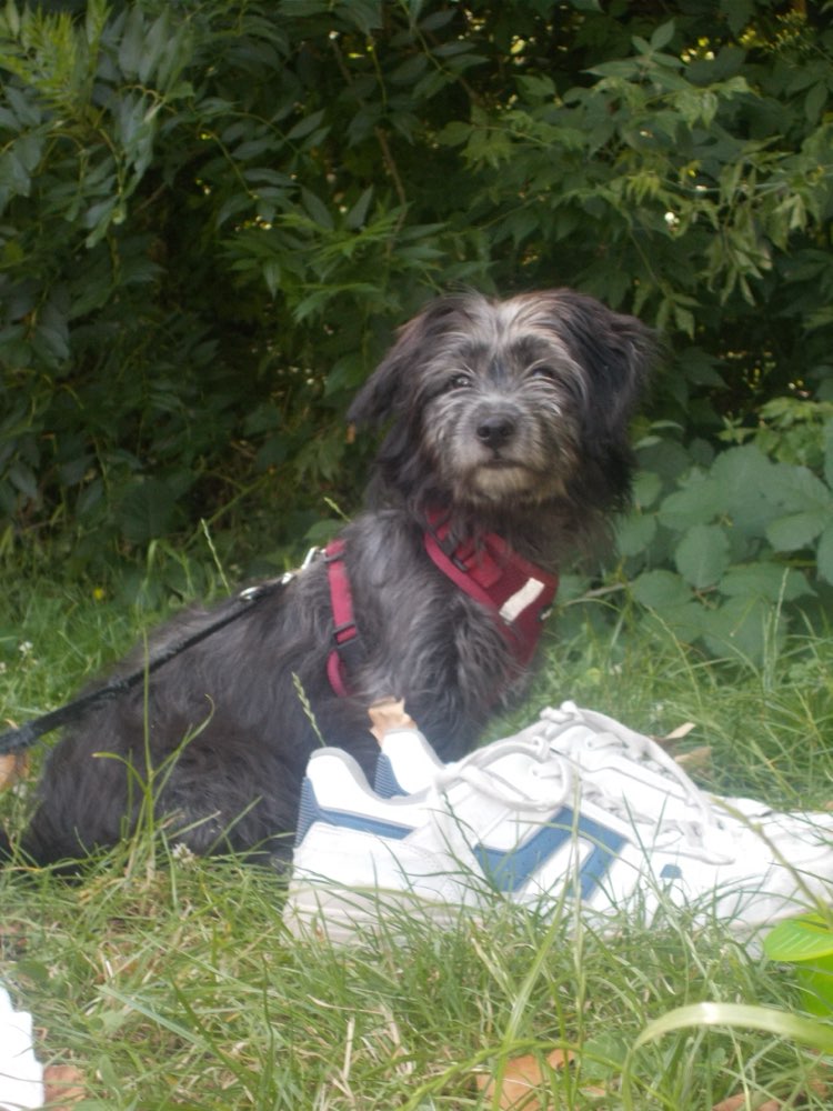 Hundetreffen-Welpentreffen in Mockau-Profilbild