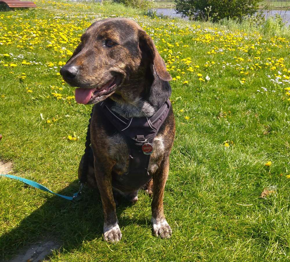 Hundetreffen-Gassi und Spielen-Profilbild