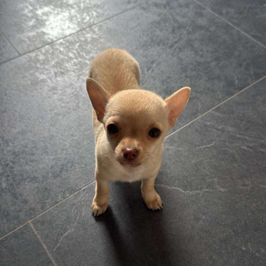 Hundetreffen-Welpentreffen-Profilbild