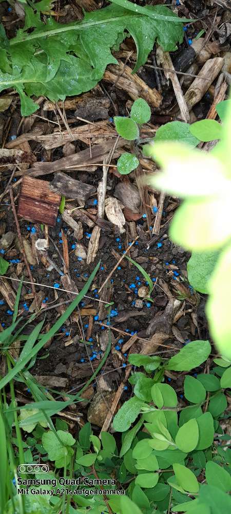 Giftköder-Blaukorn-Profilbild