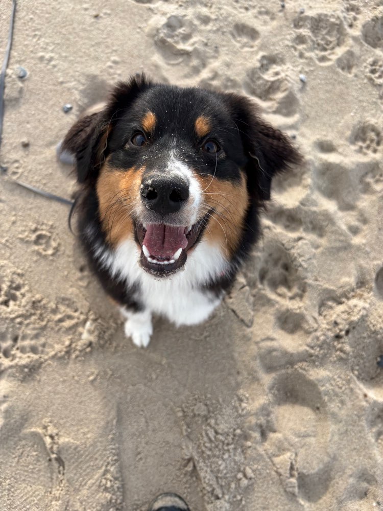 Hundetreffen-Hundetreffen auf Abstand Seevetal/Harburg-Profilbild