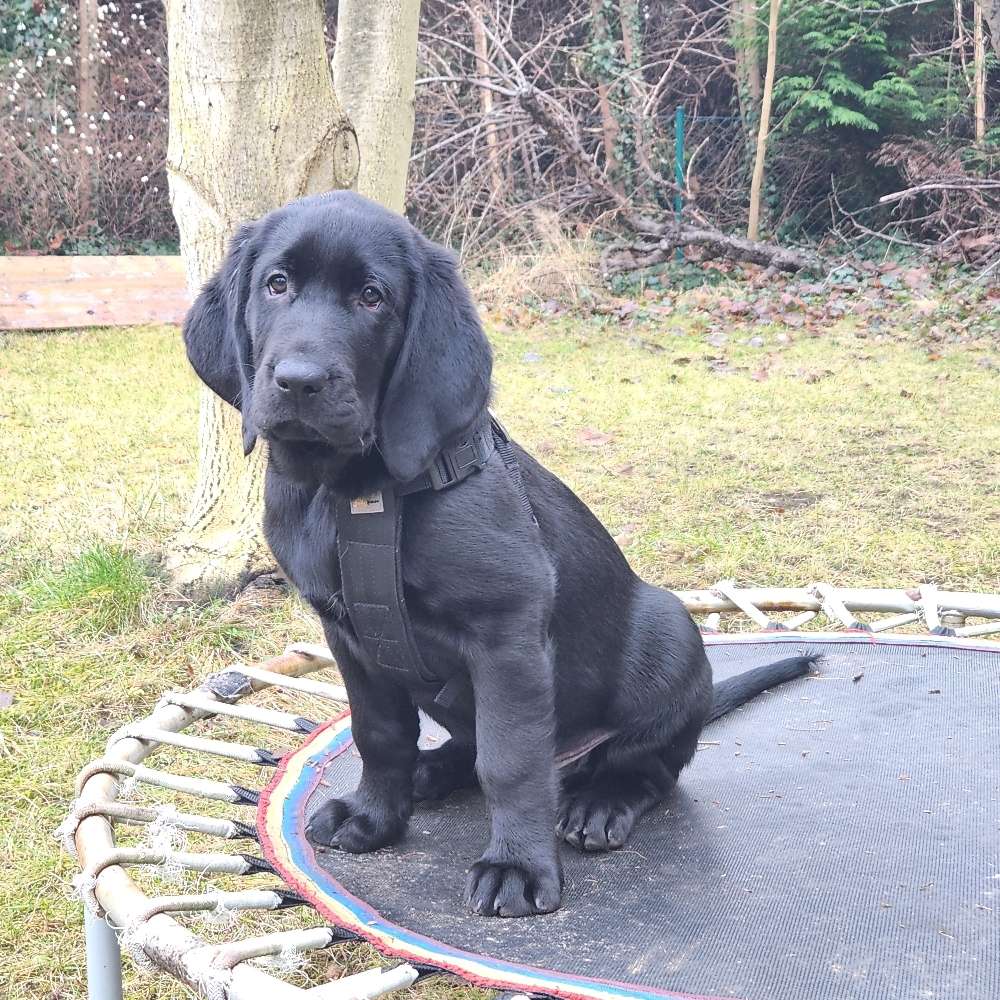 Hundetreffen-Welpentreff im Idsteiner Park-Profilbild
