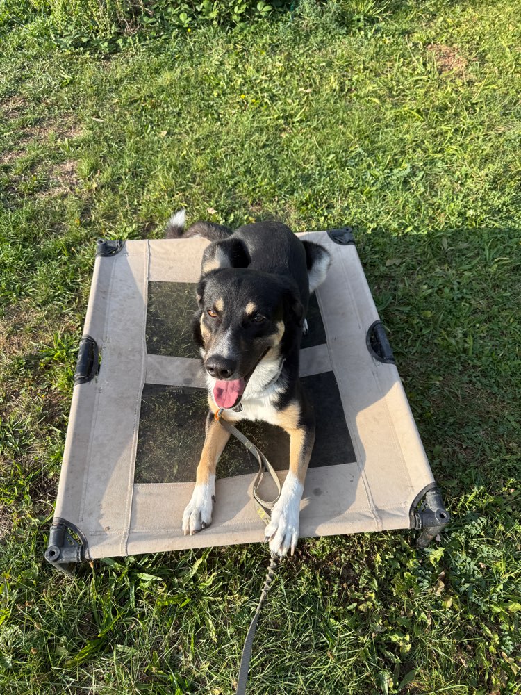 Hundetreffen-Playdate zum Rennen, Spielen, voneinander lernen-Profilbild