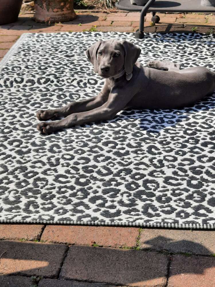 Hundetreffen-Welpen-  und/oder Junghundetreffen in OB Königshardt-Profilbild