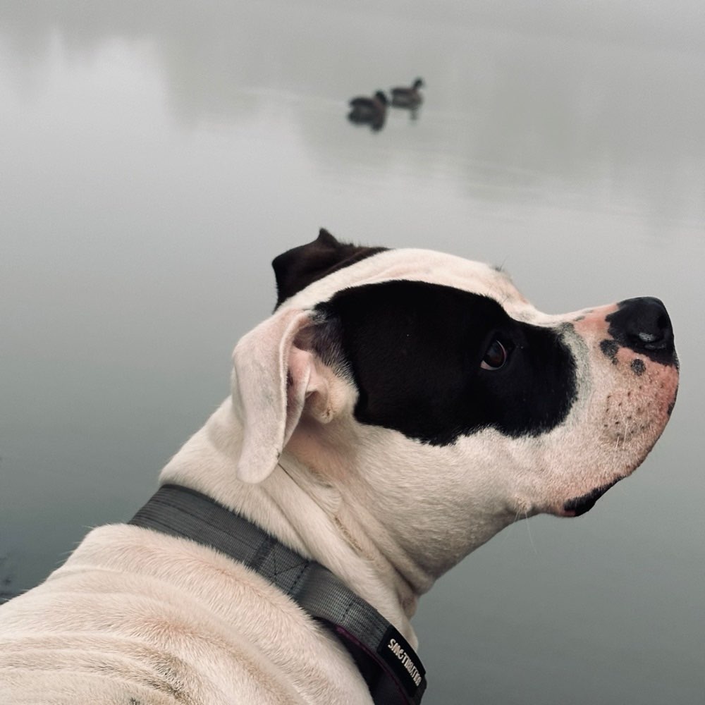 Hundetreffen-Spieltreffen-Profilbild