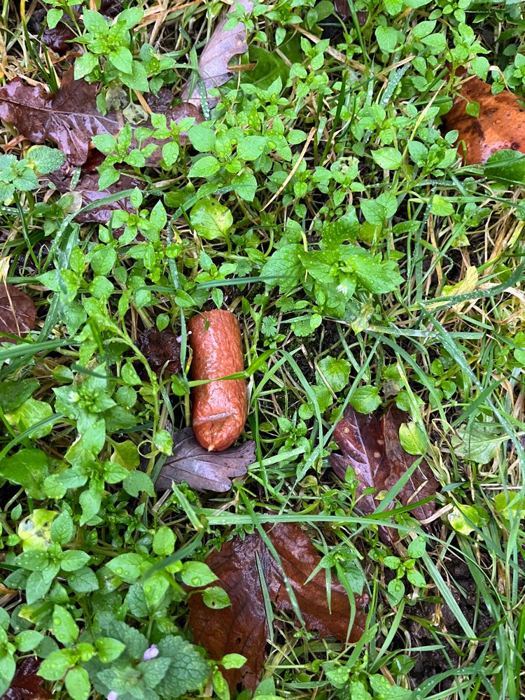 Giftköder-Wursthälfte im Gebüsch-Profilbild