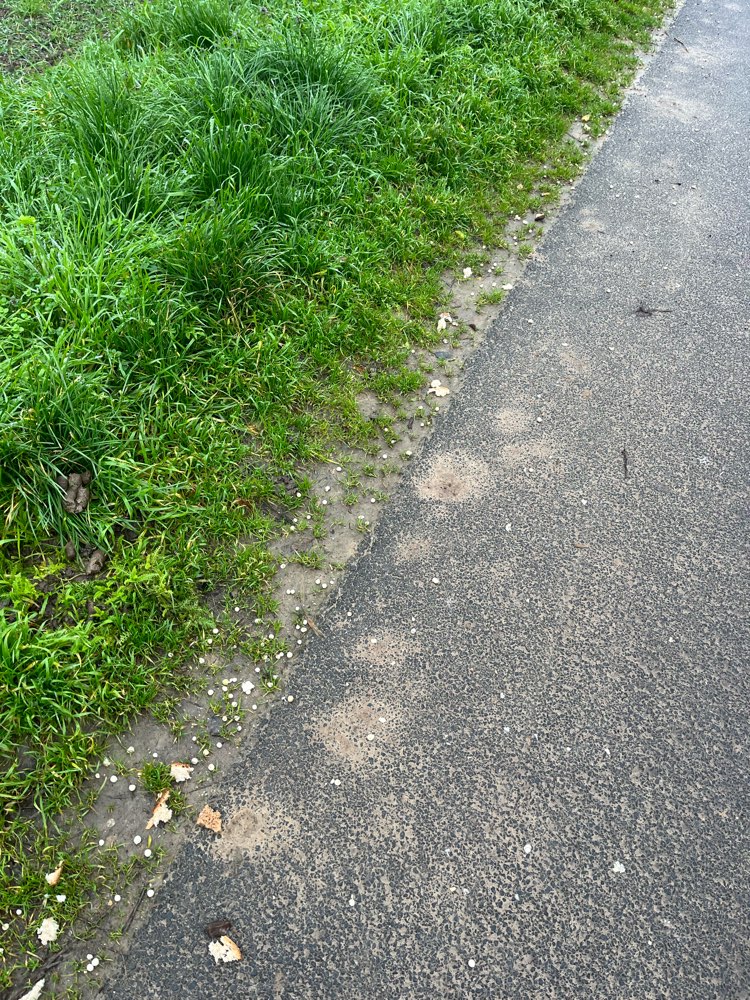 Giftköder-Brotstücke mit Kügelchen-Profilbild