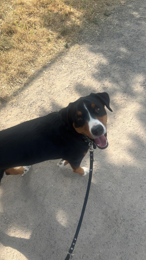 Hundetreffen-Gemeinsame Spaziergänge-Profilbild